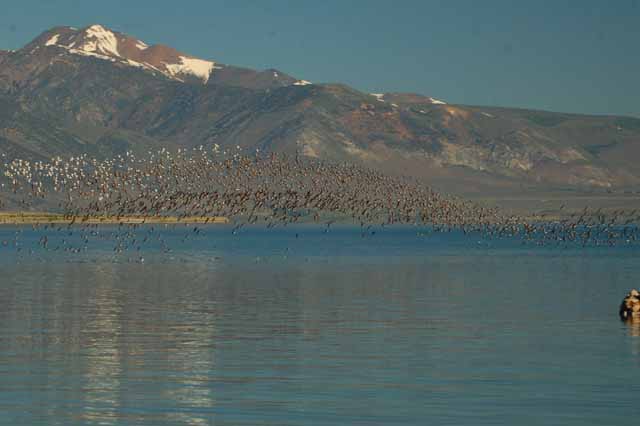 Mono Lake
